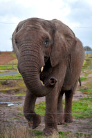 9th December 2012. Elephants at West Midlands Safari Park, Bewdley.