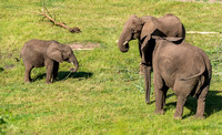 2 July 2017. The elephants at Bewdley Safari Park