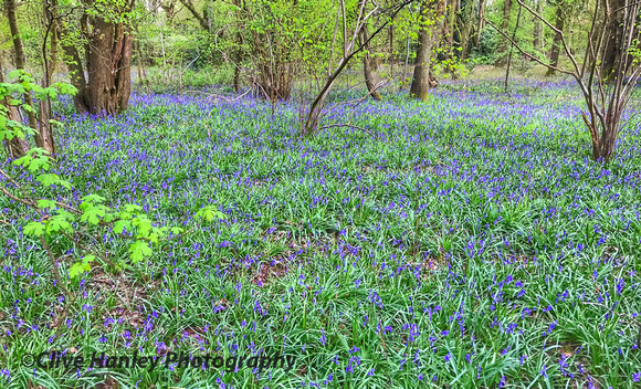 Bluebells in woodland off Langley Road