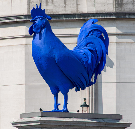 A huge vivid blue cockrell occupies the vacant fourth corner pillar in Trafalgar Square at the momen