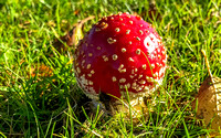 27 October 2019. Fungi in Shropshire