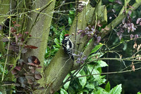 29th May 2011. A young Greater Spotted Woodpecker sighting.