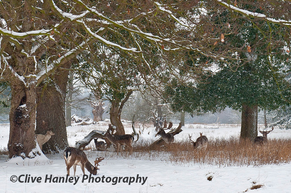 A couple of shots of deer in Charlecote Park