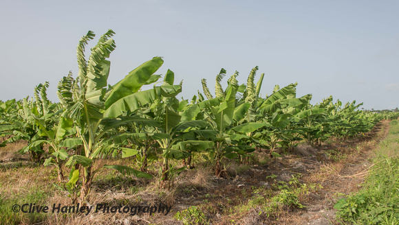 Near "Three Houses" I came across a banana plantation.