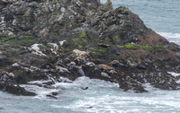 6 April 2014. A wild and windy visit to The Sound, Isle of Man