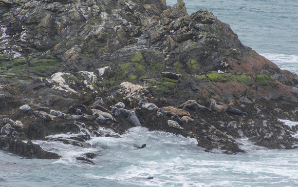 Kitterland is the small island in the Sound and is ideal as a sanctuary for seals. I counted over 50.