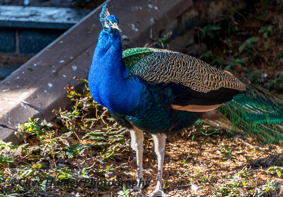 There are several peacocks roaming the grounds of the castle