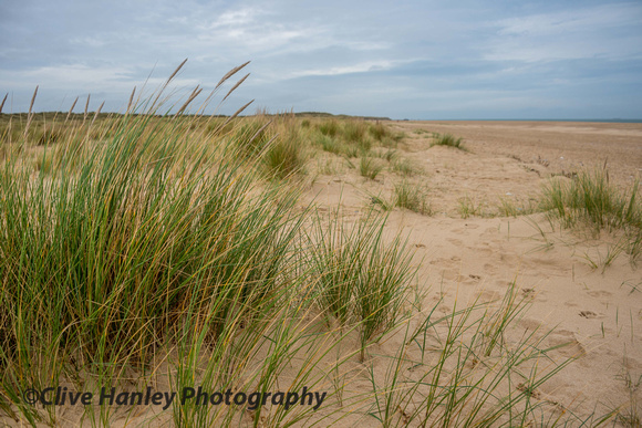 Walking further up the beach marram grass consolidates the sand into dunes.
