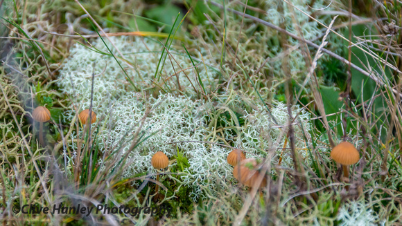 Down at the surface is a fascinating tiny landscape