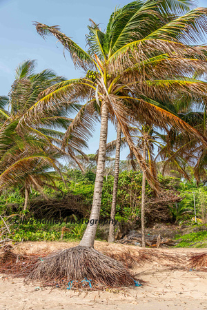 The roots of this palm tree have been exposed on the beach.