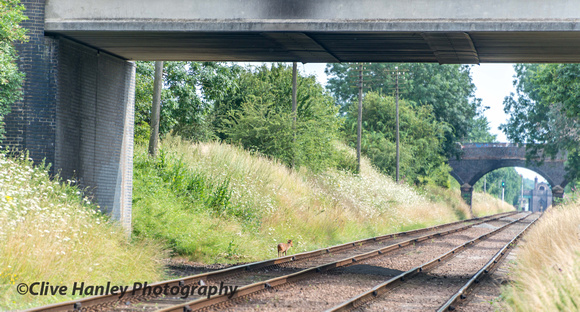 A Muntjac deer was spotted on the line side without wearing a hi-viz jacket!