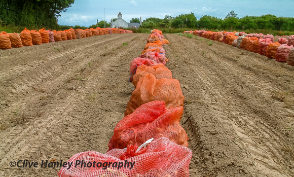 Harvesting the Jersey Royal potatoes.