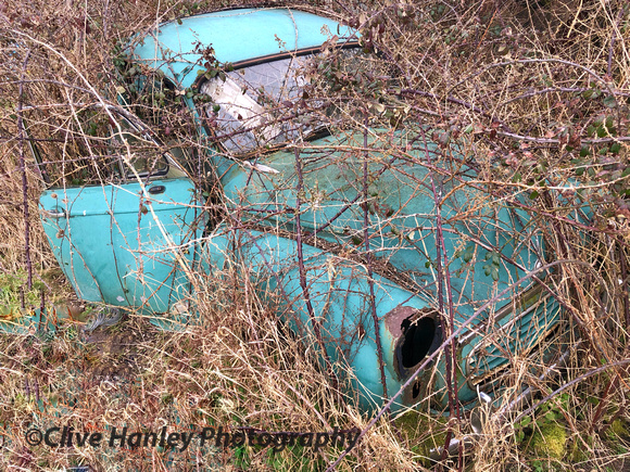 A Morris Minor 1000 was hiding in the bushes.