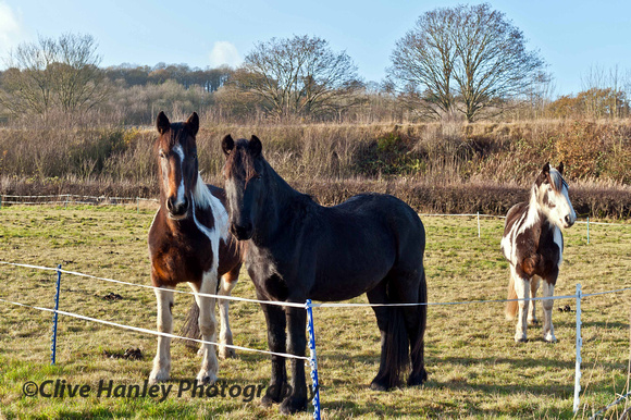 A drive to Arley was rewarded with full sunshine. The 3 friendly horses looked on.