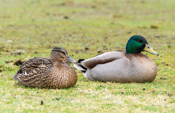 Mallard ducks take a rest from the wind sitting on the lawn outside the closed Port Erin Marine Lab.