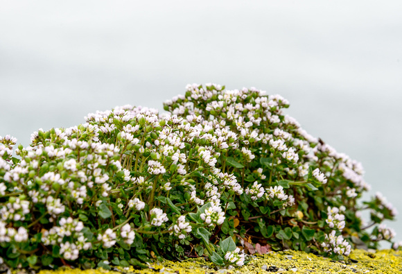 A flowering plant survives the wind and salt-laden atmosphere on the top of the harbour wall.