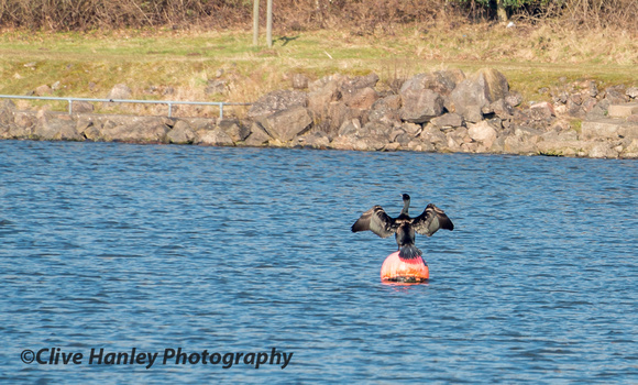 A cormorant dries its wings in the sunshine.