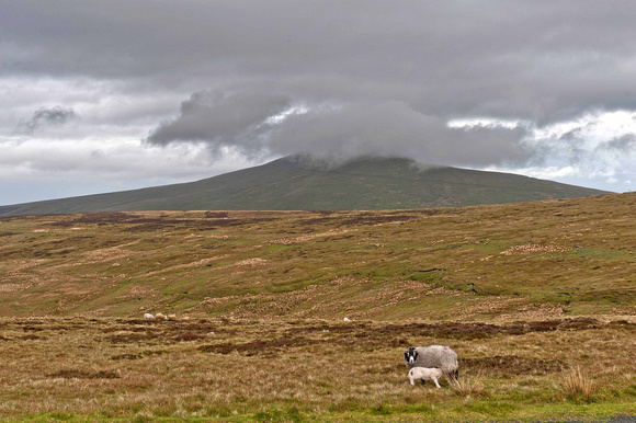 Sheep on the moorland around Snaefell