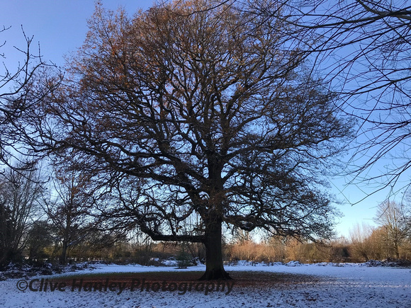 The tree in the middle of a hidden field.
