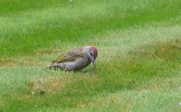 Thanks to several viewers who have unanimously told me its a Green Woodpecker with "Birdman" Trevor telling me it's a juvenile. Thanks Trevor.