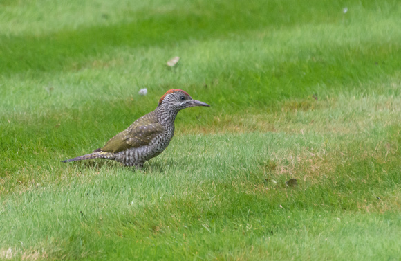 It was in the garden, on the lawn for 20 minutes hopping around.