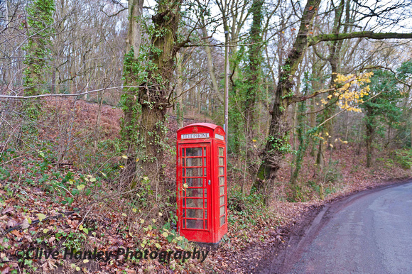 A telephone box looked quite out of place in the woods.