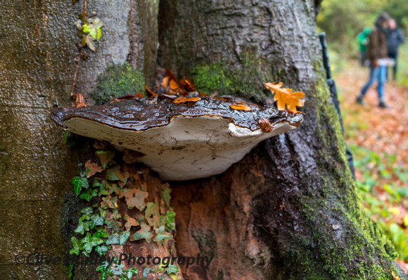 A large bracket fungus exhibits the brown staining on the tree bark of dropped spores.