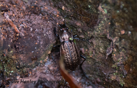 I disturbed this beetle while moving leaves from the top of the bracket fungus.