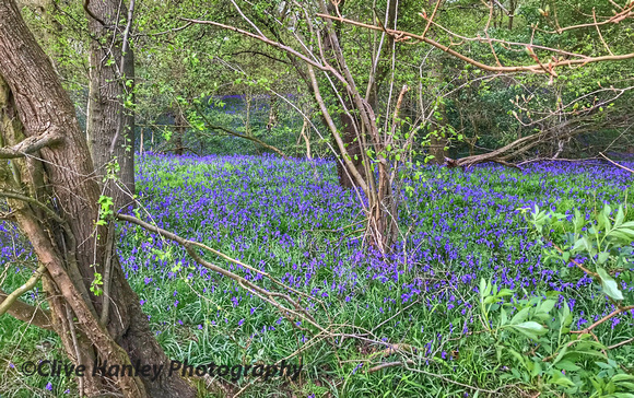 The woodland was carpeted in bluebells.