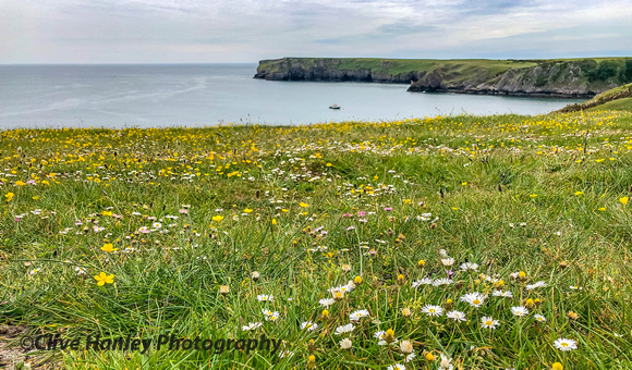 The coastal walk over the headland from Stackpole Quay to Barafundle Bay was a carpet of wild flowers
