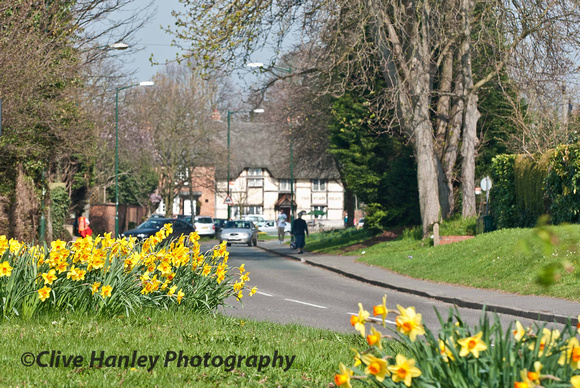 Spring daffodils on Ettington Road