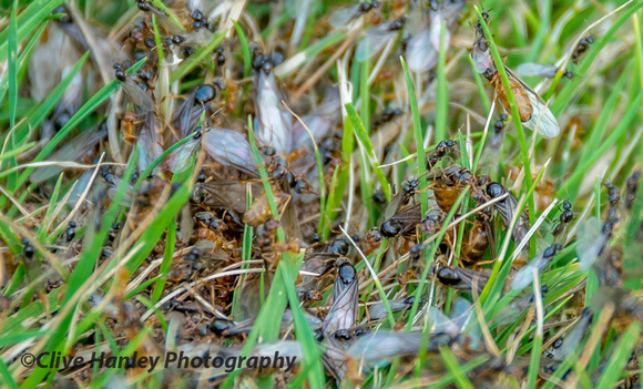 The recent hot weather brought the annual flight of the ants....from the garden lawn.