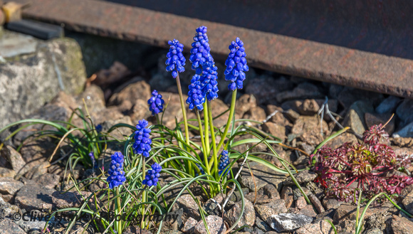 Some beautiful spring flowers in the track.