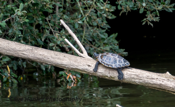 A terrapin! on the River Severn.