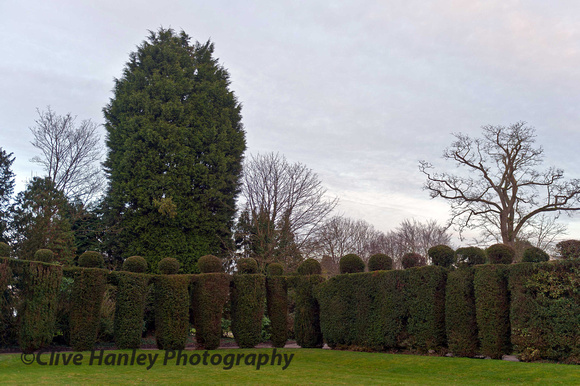 The topiary hedging.