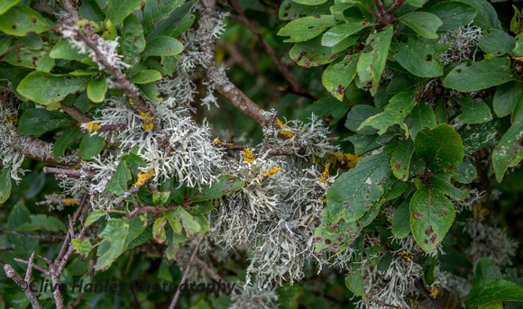 The air is very clean promoting lichen growth