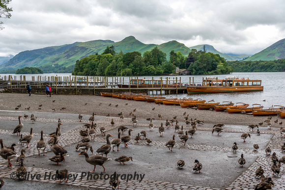 It's a regular feeding frenzy for geese and ducks at Keswick