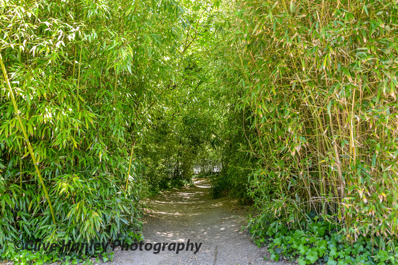 Through the bamboo walk.