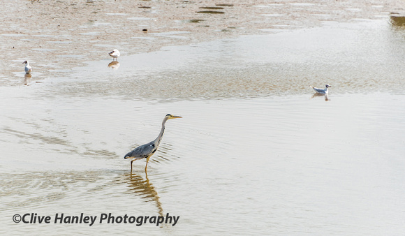 A heron on the prowl for fish