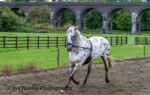 An amazing looking horse was being schooled. An APPALOOSA