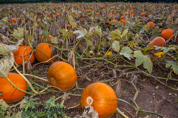 In the farm field was a good crop of pumpkins.