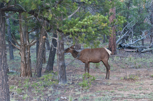 A number of Mule Deer were seen quite close to the car parks.