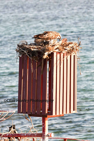 An Osprey nest with chicks was on the Abu Tig approach buoy