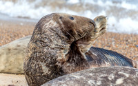 8 March 2015. An amazing encounter on Horsey Beach.