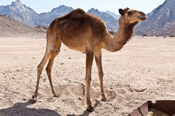 A baby camel.