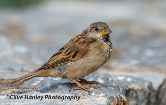 Common Sparrow