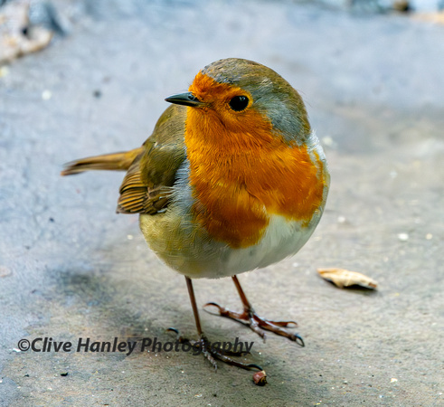 A well fed robin.