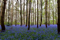 24th April 2011. A Walk in the Bluebell Woods