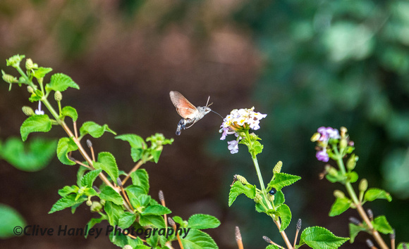 A Hummingbird Hawk-Moth