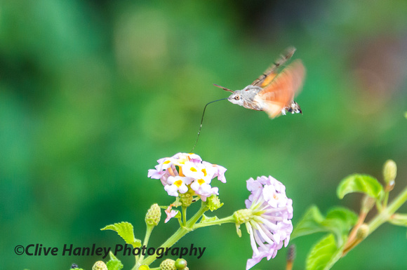 A Hummingbird Hawk-Moth